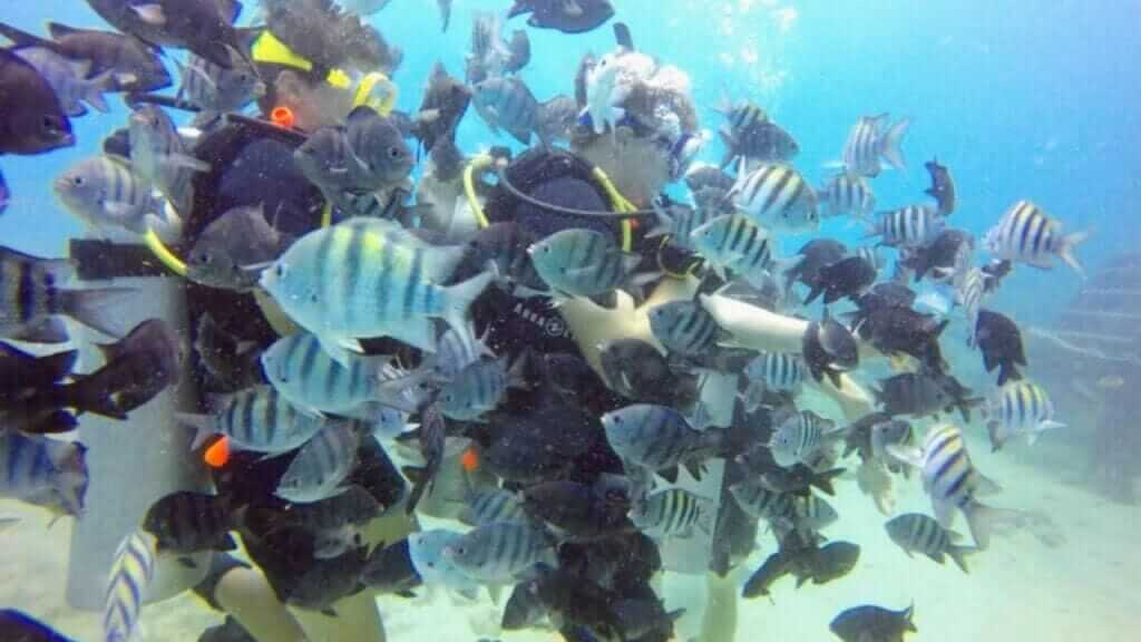 Catalina Island | Punta Cana Airport Transfers Tours and Adventures | Melao Travel 2025