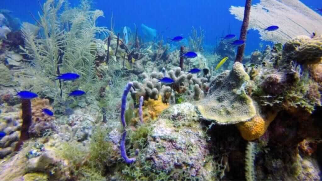 Catalina Island | Punta Cana Airport Transfers Tours and Adventures | Melao Travel 2025