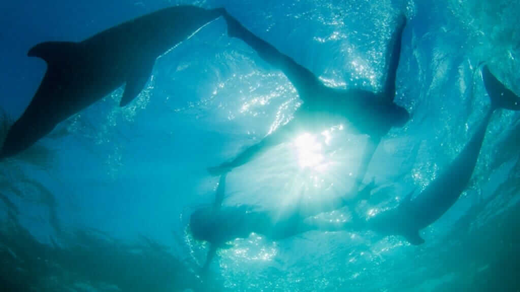 Premium Airport Transfers and Tours Punta Cana | Melao Travel 2025